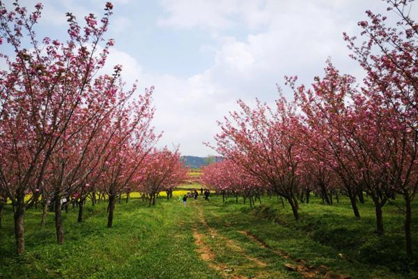 贵阳春季赏花旅游景点2023