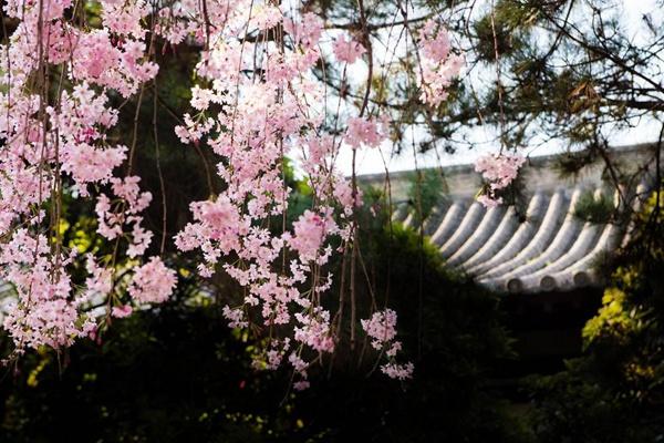 青龙寺樱花什么时候开 2023西安青龙寺樱花票价及开放时间介绍