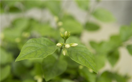 茉莉花的花期修剪