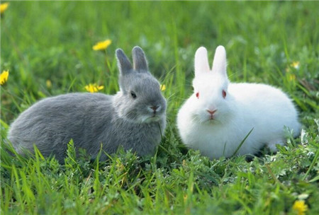 小兔兔也爱吃白车轴草