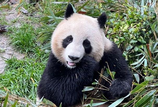 都江堰熊猫谷有哪些熊猫