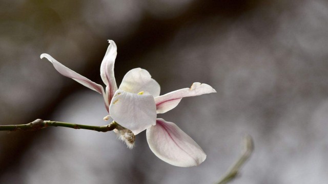 玉兰花花语是什么