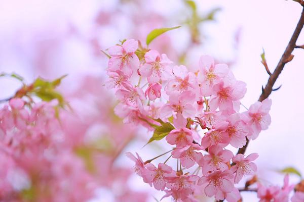 株洲看樱花的地方 株洲哪里有樱花看