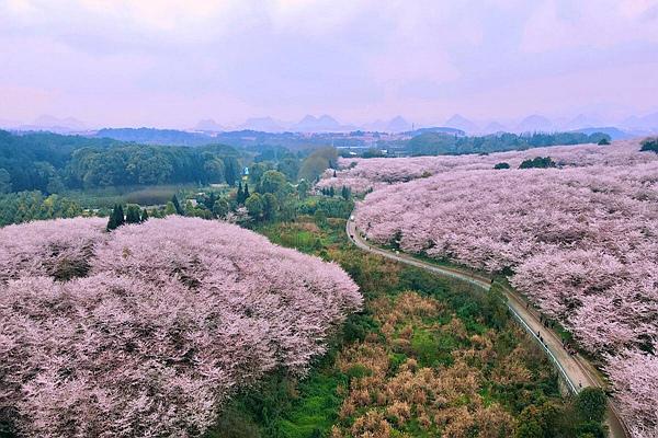 贵州平坝樱花观赏指南2023 附最佳观赏时间及赏樱路线