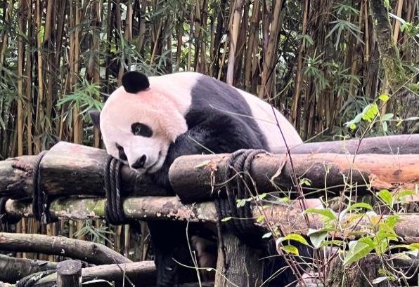 都江堰熊猫谷有哪些熊猫