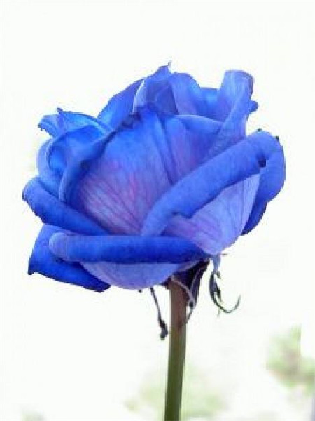 漂亮的蓝玫瑰