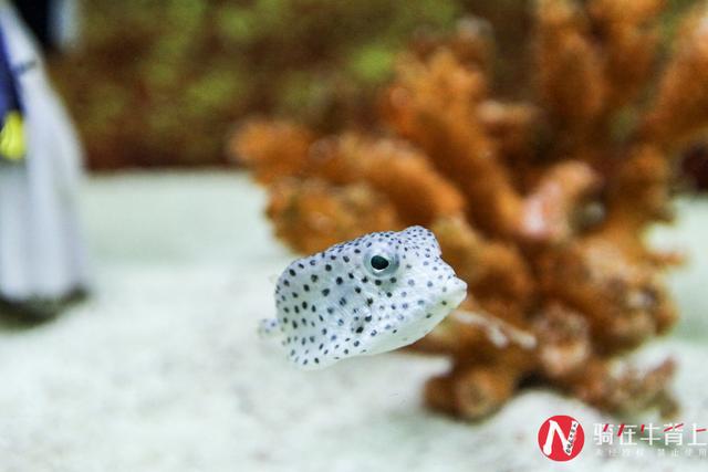 江浙沪哪里的海洋馆好玩（浙江省最大的海洋馆）