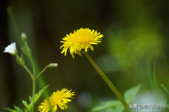 京北第一天路草原最佳游览（你在千松坝御风自驾）